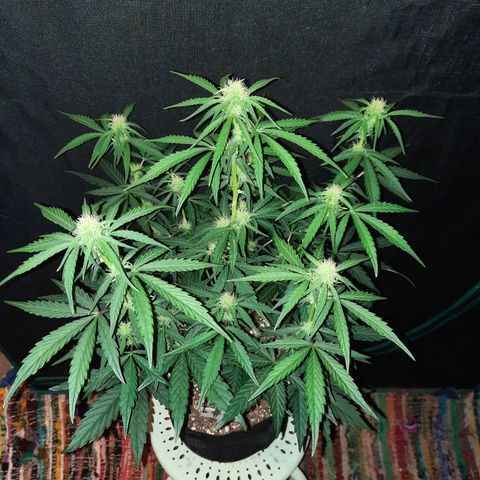 Madmartigan growlog timeline photo