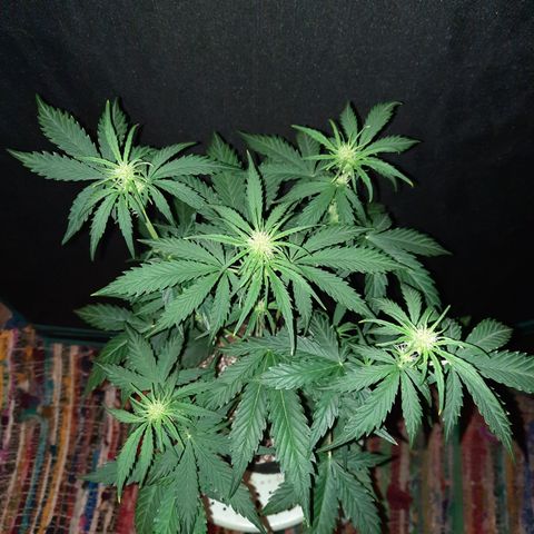 Raoul's Poison growlog timeline photo
