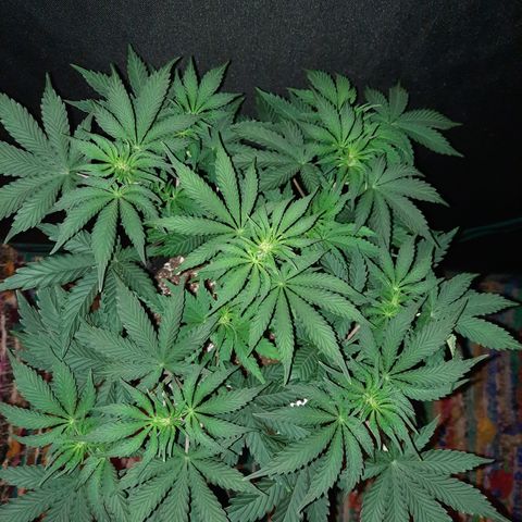 E-M Strawberry Duke auto growlog timeline photo