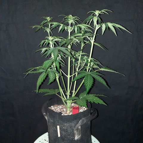 Raoul's Poison growlog timeline photo