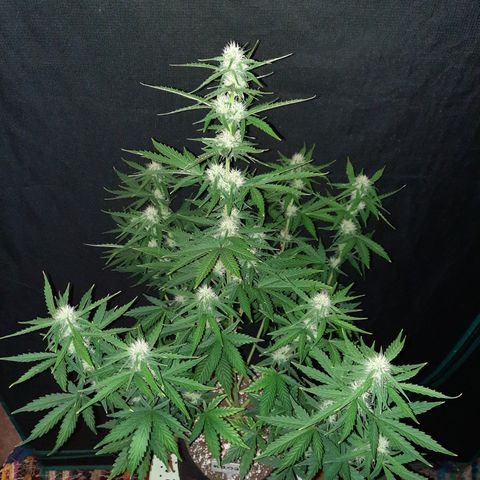 E-M Bruce vs Raoul auto growlog timeline photo
