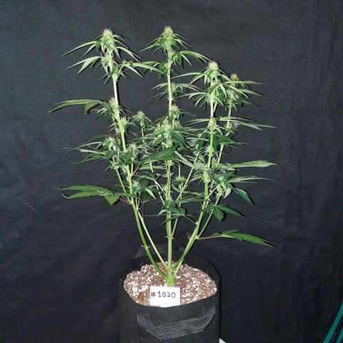 Madmartigan growlog timeline photo