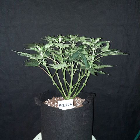 E-M Strawberry Duke auto growlog timeline photo