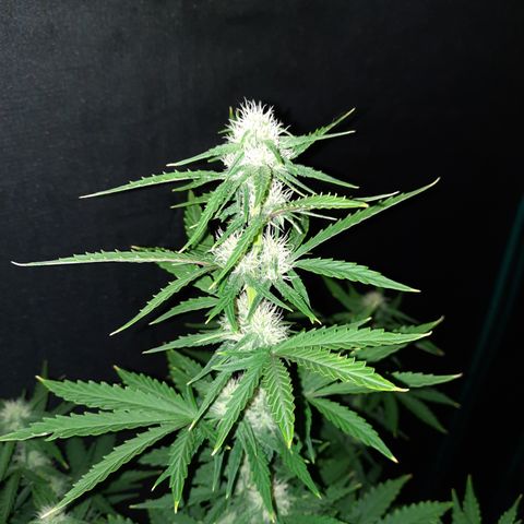 E-M Bruce vs Raoul auto growlog timeline photo