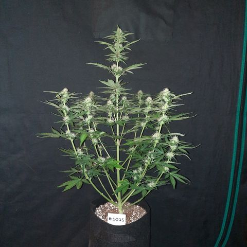 E-M Bruce vs Raoul auto growlog timeline photo