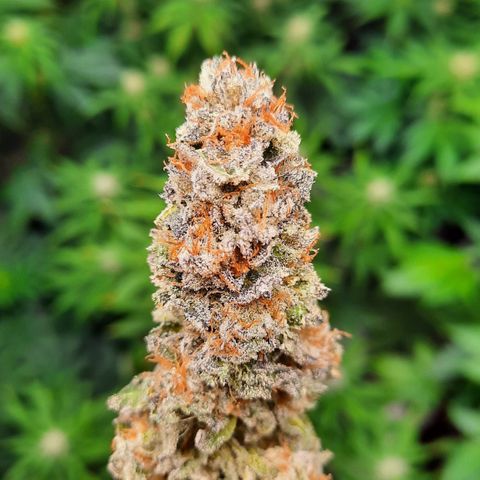 Peanut Butter Breath S1 #2 growlog timeline photo