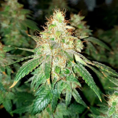 Royal Jewels F1 #5 growlog timeline photo