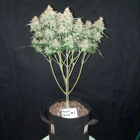 Royal Jewels F1 #5 growlog timeline photo