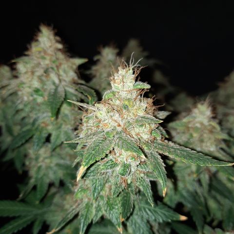 Royal Jewels F1 #5 growlog timeline photo