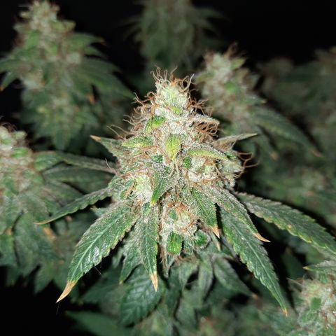 Royal Jewels F1 #5 growlog timeline photo