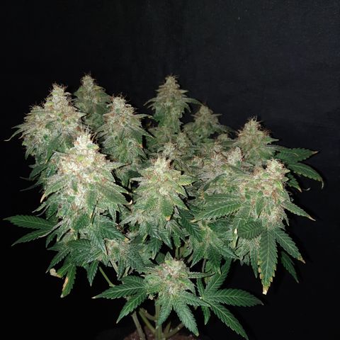 Royal Jewels F1 #5 growlog timeline photo