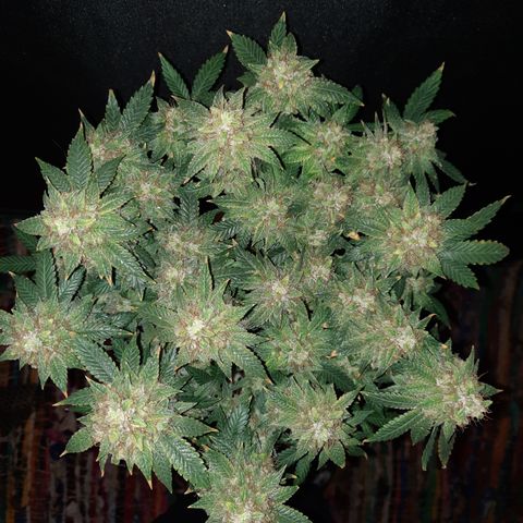Royal Jewels F1 #5 growlog timeline photo