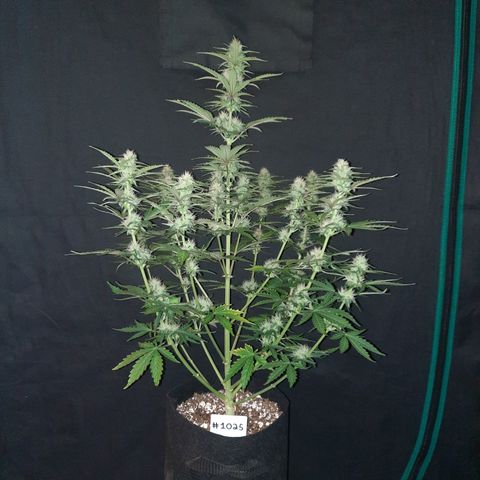 E-M Bruce vs Raoul auto growlog timeline photo