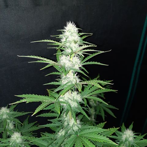 E-M Bruce vs Raoul auto growlog timeline photo