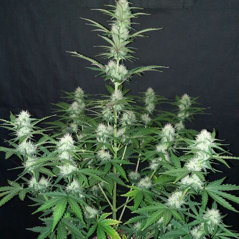 E-M Bruce vs Raoul auto growlog timeline photo
