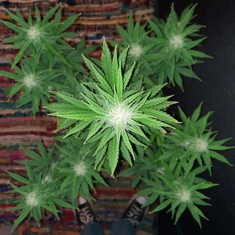 E-M Bruce vs Raoul auto growlog timeline photo