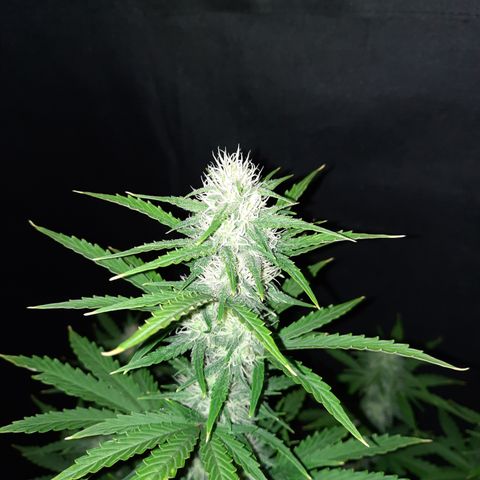 E-M Bruce vs Raoul auto growlog timeline photo