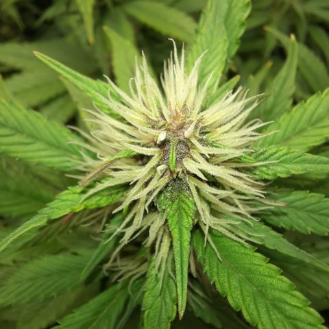 Dark Devil auto growlog timeline photo