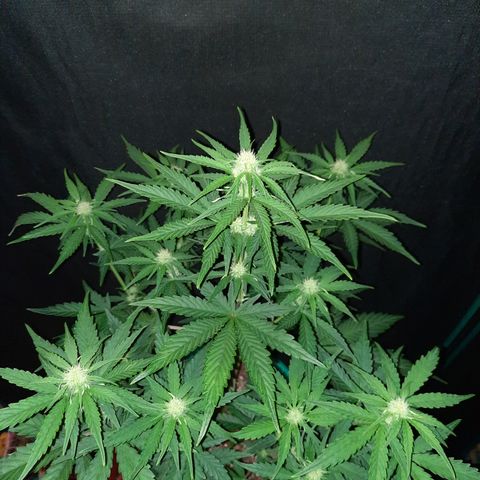 Easy Bud auto growlog timeline photo