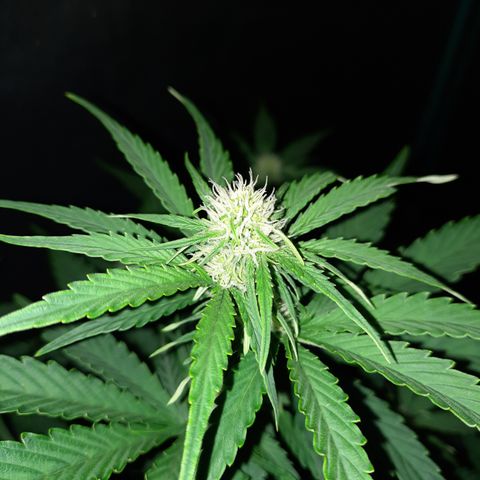 Easy Bud auto growlog timeline photo