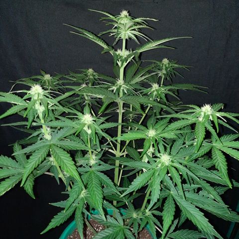 Easy Bud auto growlog timeline photo