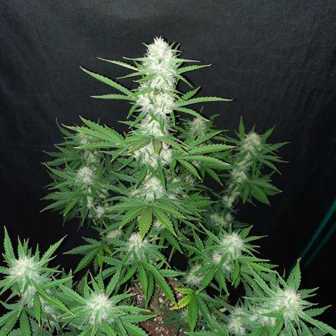 E-M Bruce vs Raoul auto growlog timeline photo