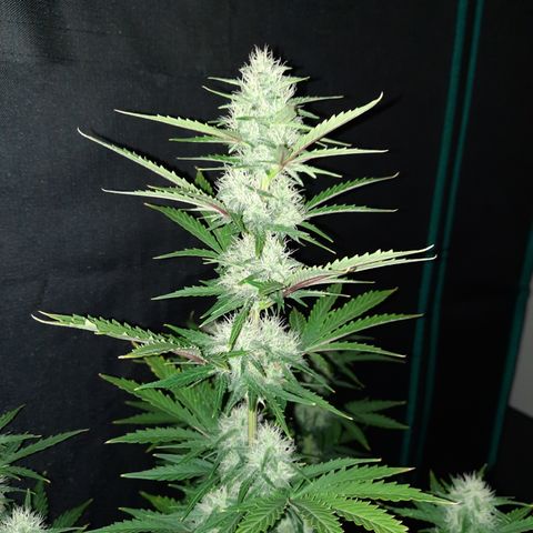 E-M Bruce vs Raoul auto growlog timeline photo