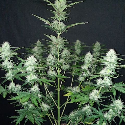 E-M Bruce vs Raoul auto growlog timeline photo