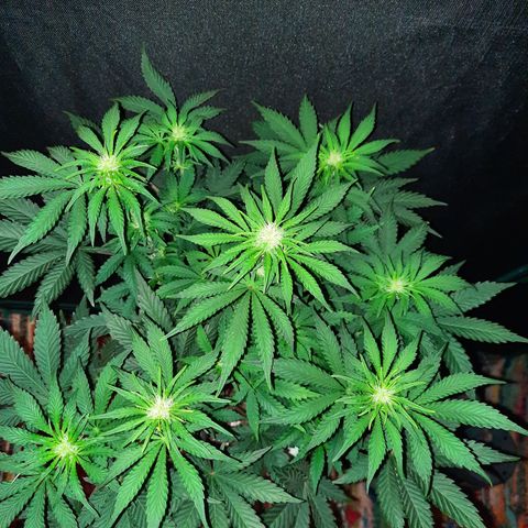E-M Strawberry Duke auto growlog timeline photo