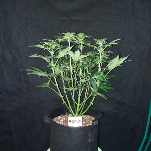 E-M Strawberry Duke auto growlog timeline photo