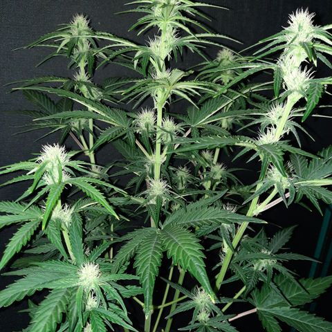 Raoul's Poison growlog timeline photo