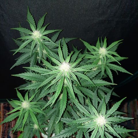 Raoul's Poison growlog timeline photo