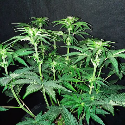 E-M Strawberry Duke auto growlog timeline photo