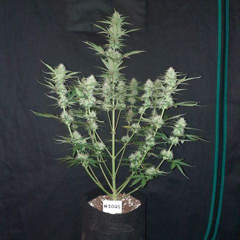E-M Bruce vs Raoul auto growlog timeline photo