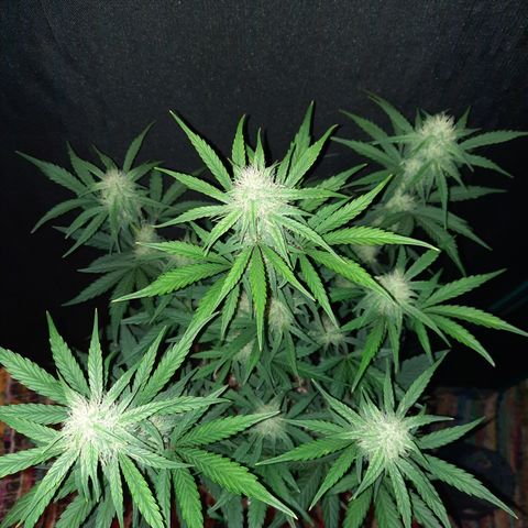 Madmartigan growlog timeline photo
