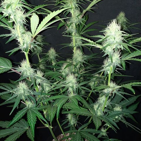 Madmartigan growlog timeline photo