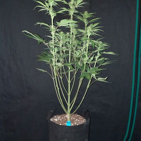 33 Sunsets growlog timeline photo