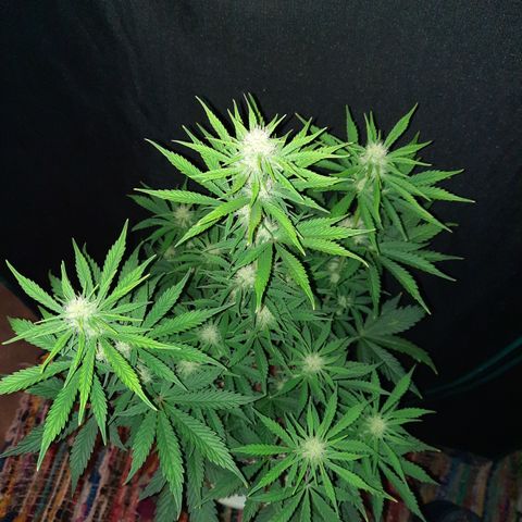 33 Sunsets growlog timeline photo