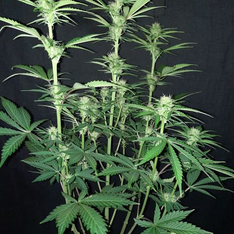 33 Sunsets growlog timeline photo