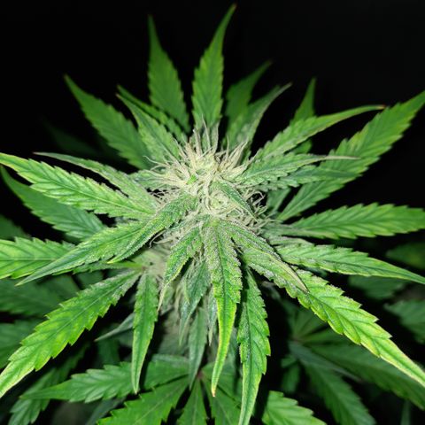 San Diego Sunsets growlog timeline photo