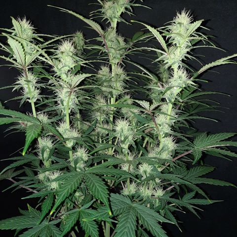 E-M Cake auto growlog timeline photo