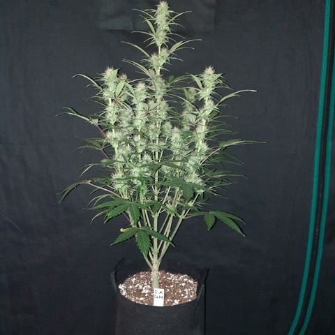 E-M Cake auto growlog timeline photo