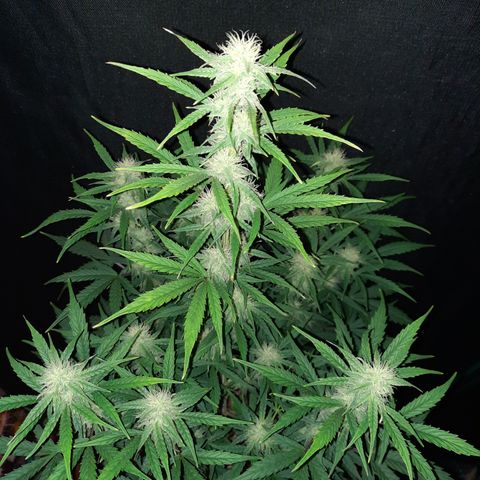 E-M Cake auto growlog timeline photo