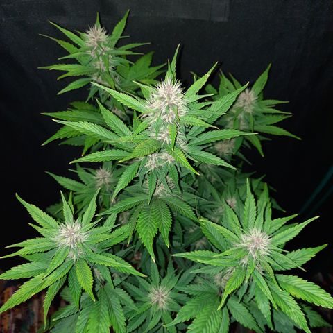 Dark Devil auto growlog timeline photo