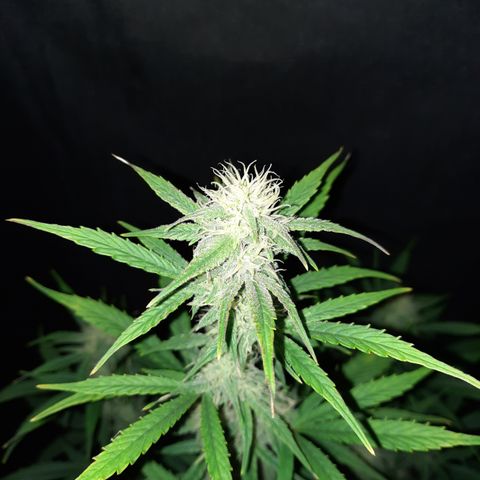 E-M Cake auto growlog timeline photo