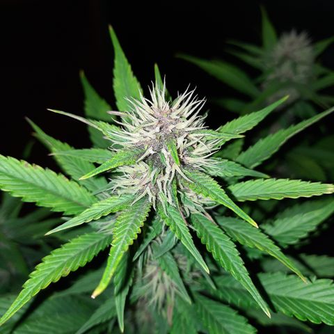 Dark Devil auto growlog timeline photo