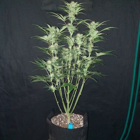 San Diego Sunsets growlog timeline photo