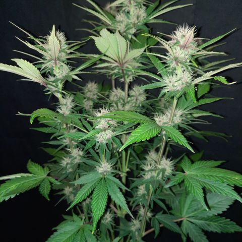Dark Devil auto growlog timeline photo