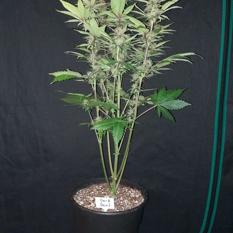 Dark Devil auto growlog timeline photo