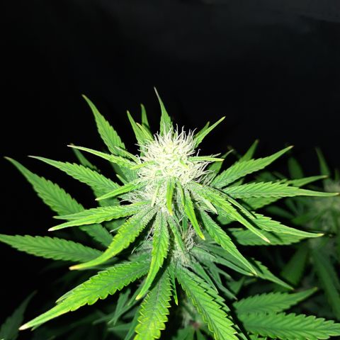 33 Sunsets growlog timeline photo